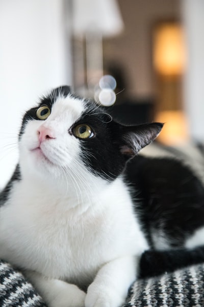 镜头只黑白相间的猫在倾斜转变
